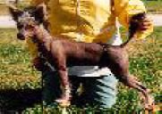 Unicorn's Pied Piper