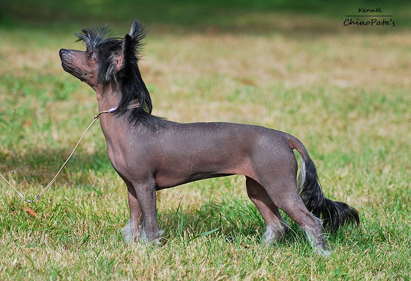 Duneliduns Attischa By Diva