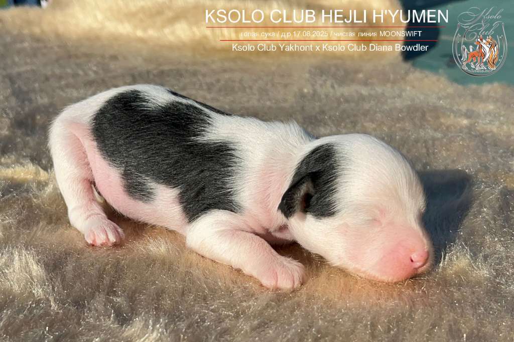 Ksolo Club Hejli H'yumen