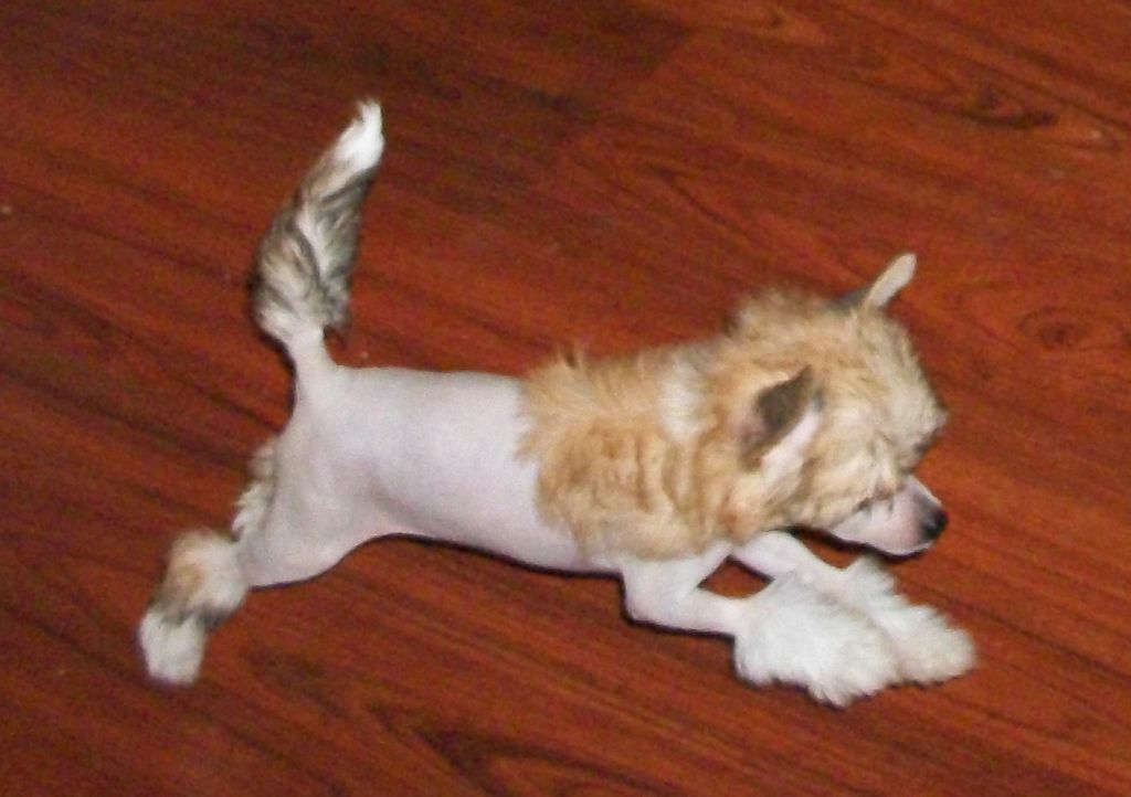 Mosaic's Intoxicating Kiss