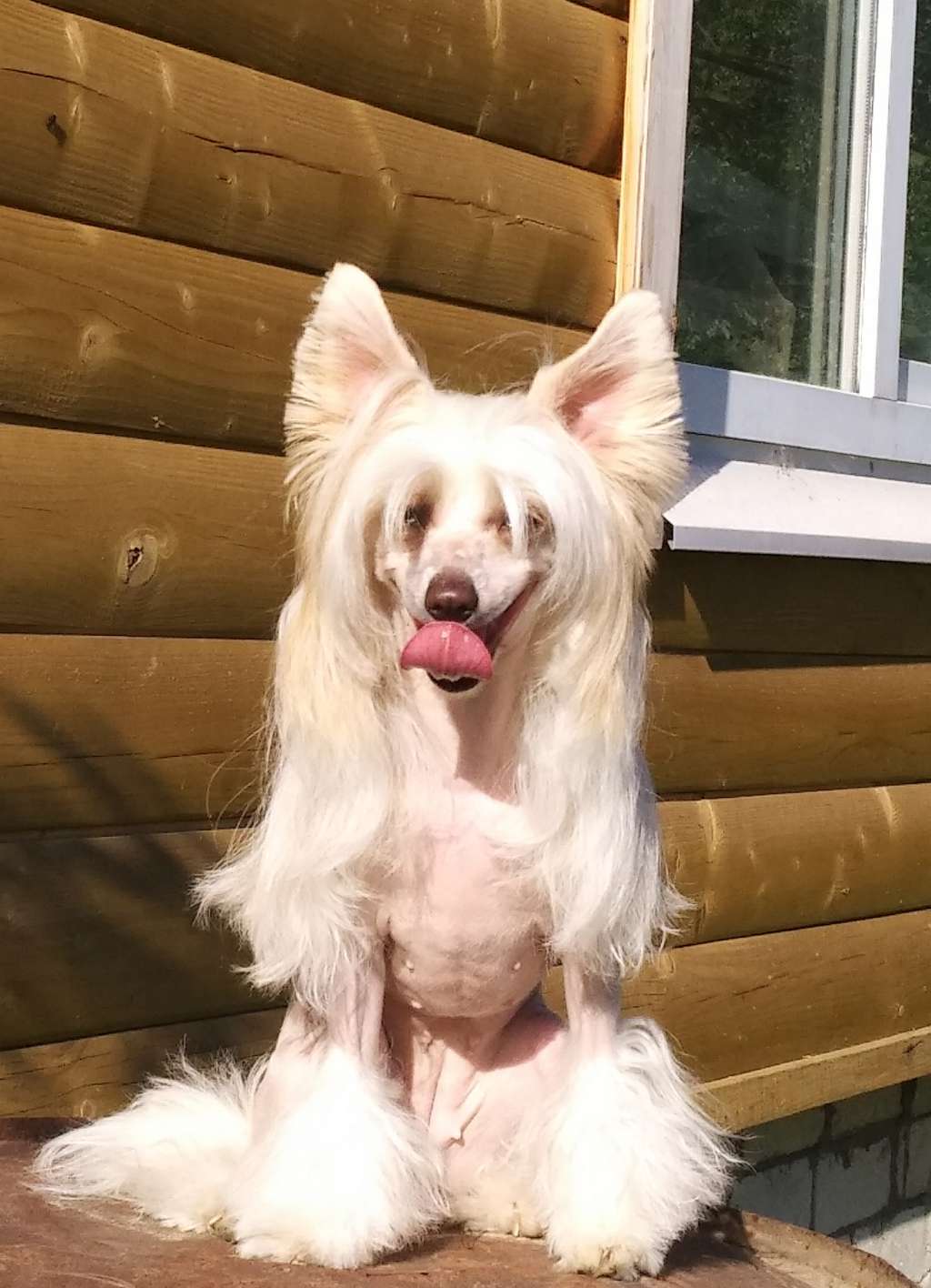 Fantasy Vita Via Lattea