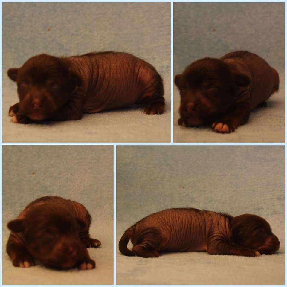 Beyesa's Coole Tamano