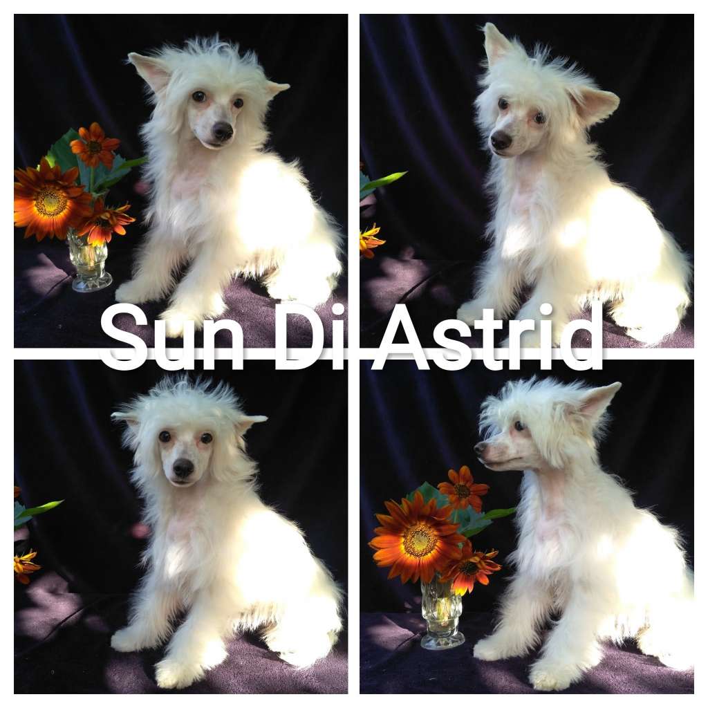 Angels Eyes Sun Di Astrid