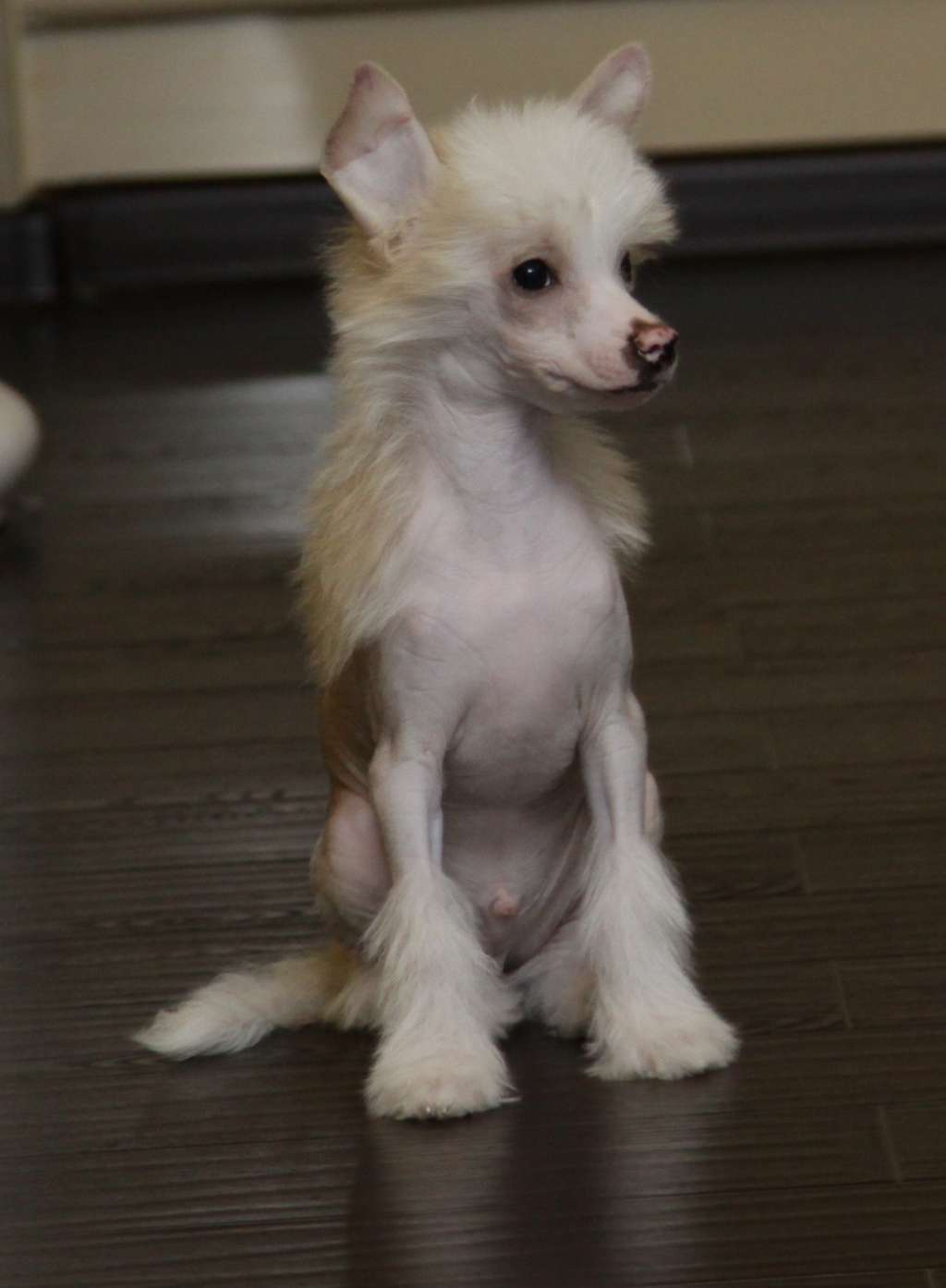 Premier Mari Brendon