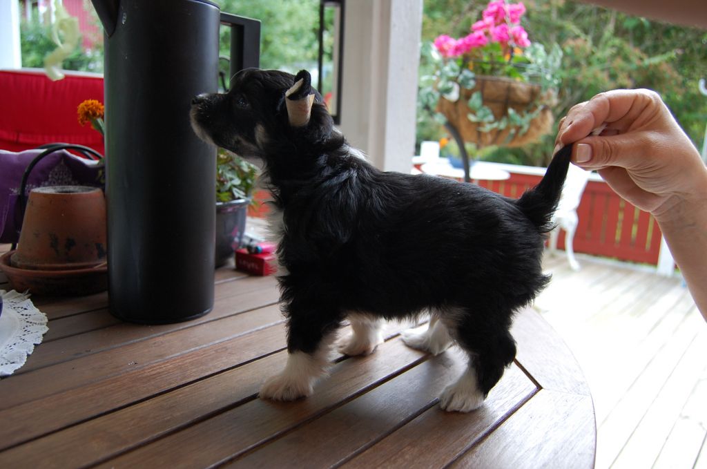 Sea Fire's Hamal Jubb