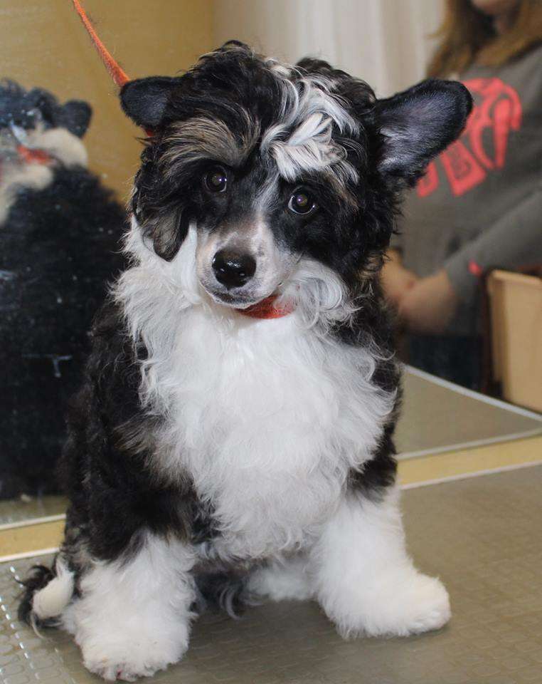 Sofiris  Show Keepsake