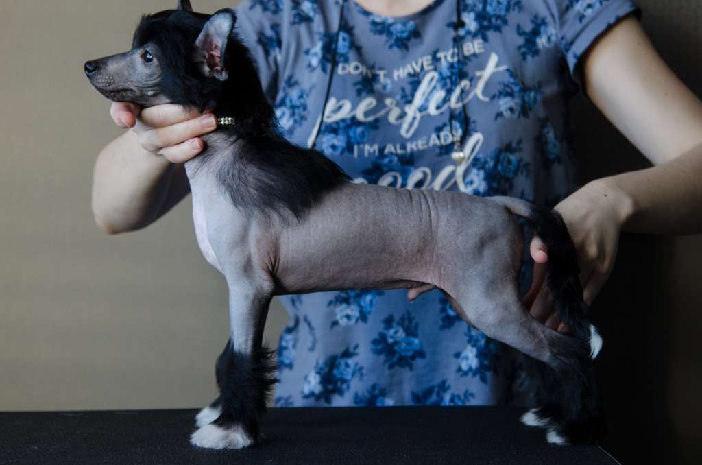 Anna Sky Kennel Magnum Opus