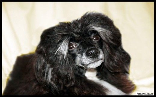 Absolute Souls Here I am