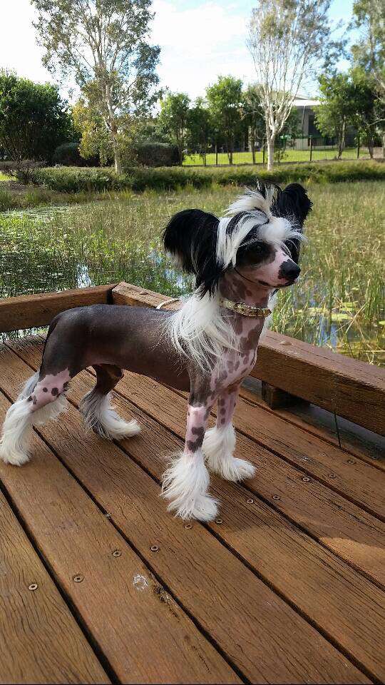 Sunami Just Chillin Dude