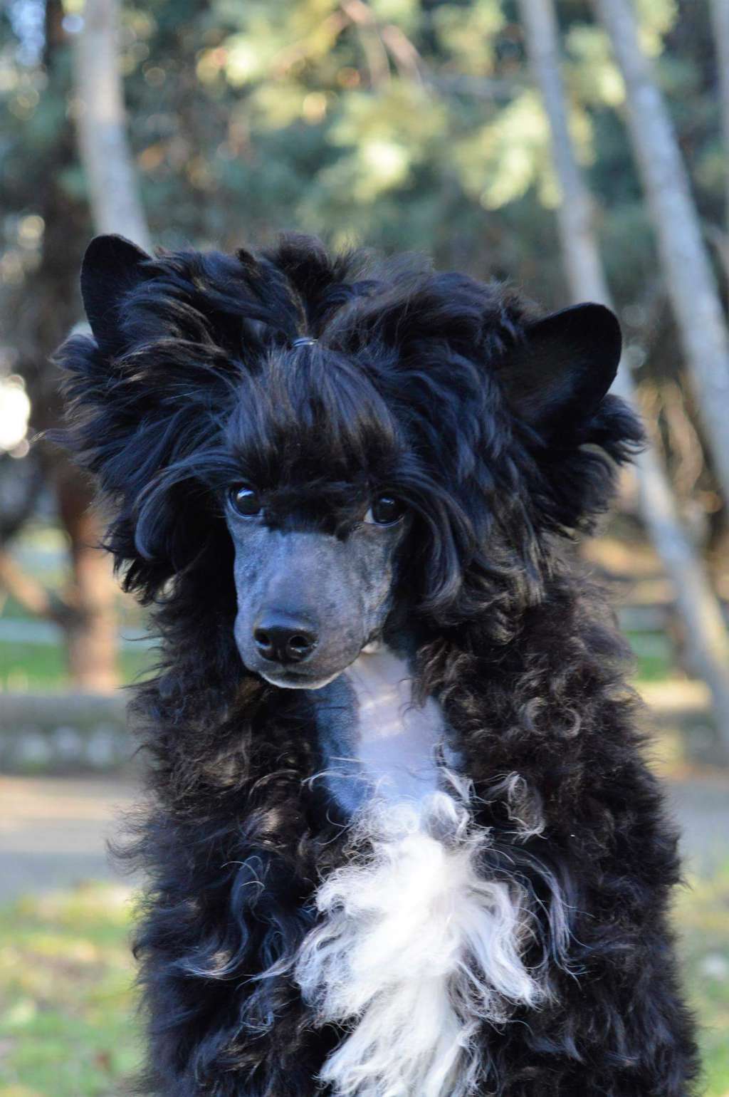 Darth Vader de Ockham