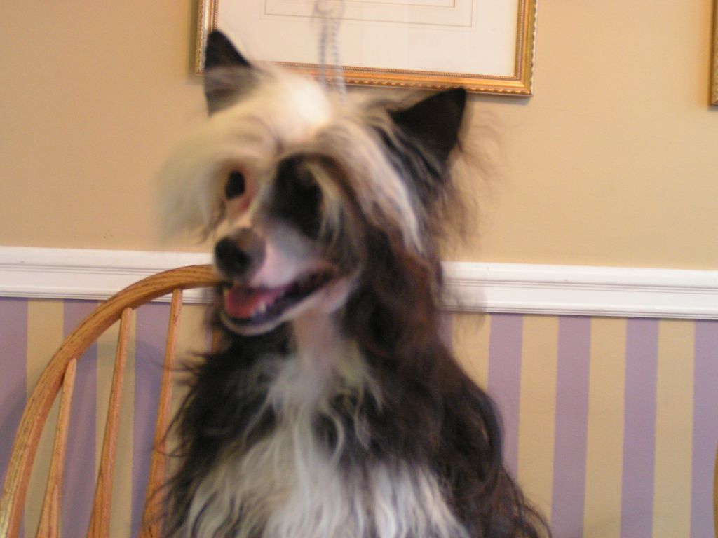 Six Gems Sheza Silly Lily