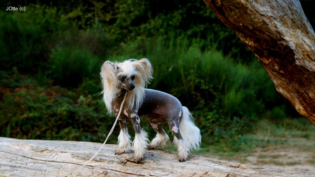 Manadis Du Coeur des Tenebres