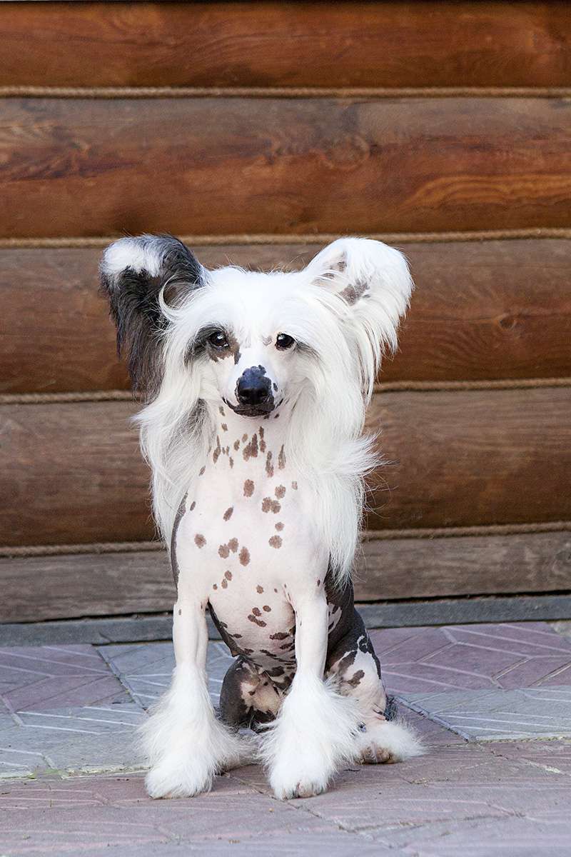 Touch Beauty Really Rarity