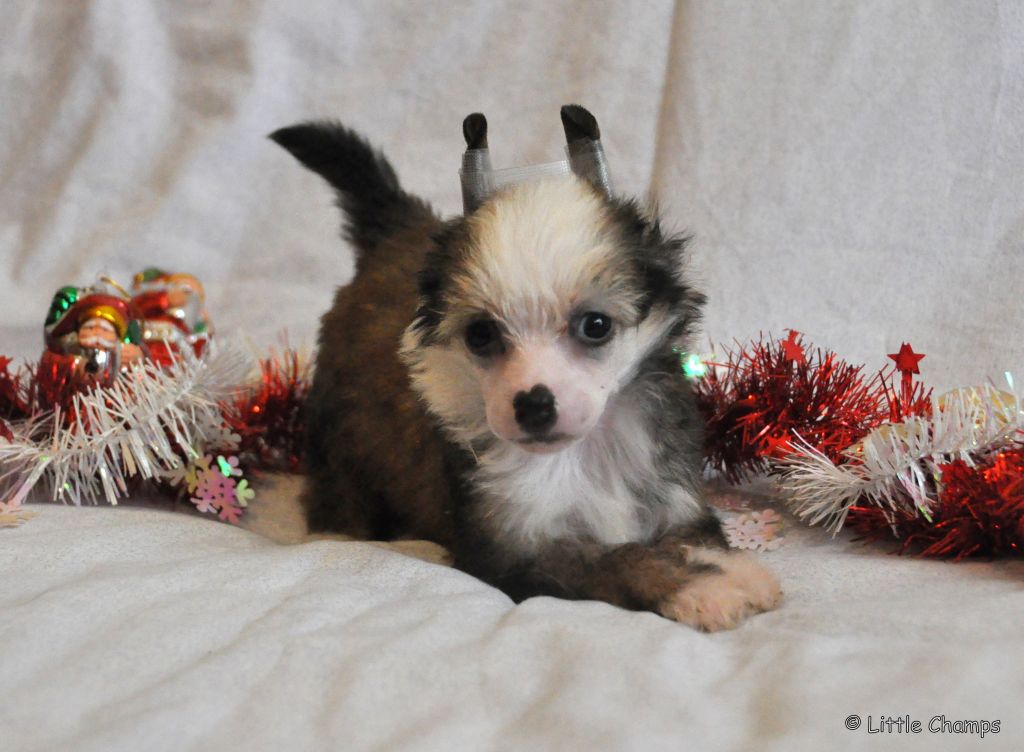 J'ai Raison Little Champs