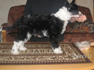 Meadowwood's Busy Demeter