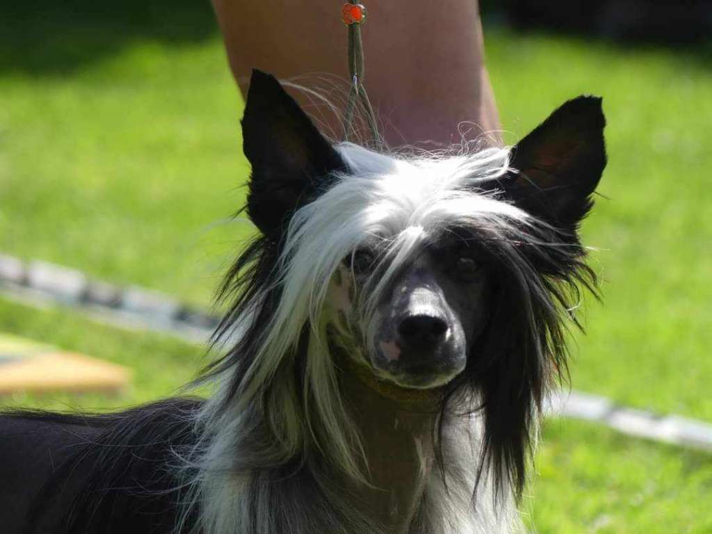 Viggo sweet Love of Mine