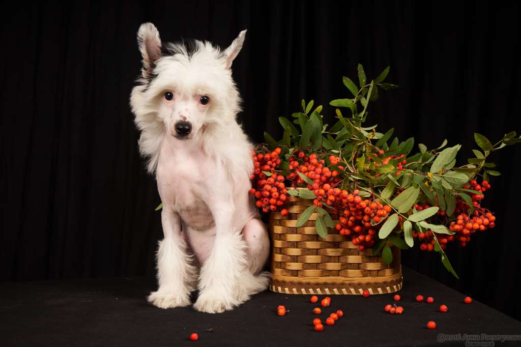 Sky Miracle Tsezar Vsemogushchiy