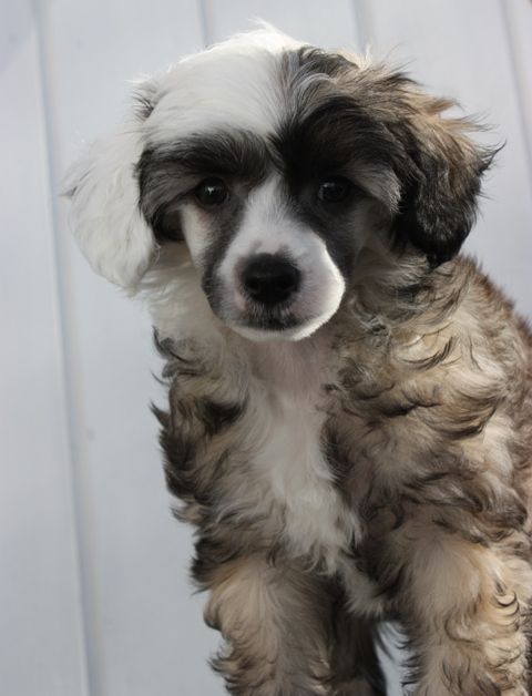 Stravinski's Bo Alvin