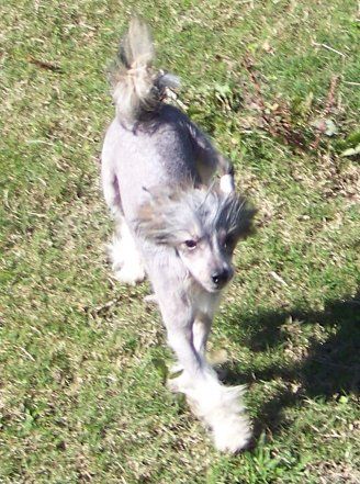 Jonbrecy's Phoenix Rising