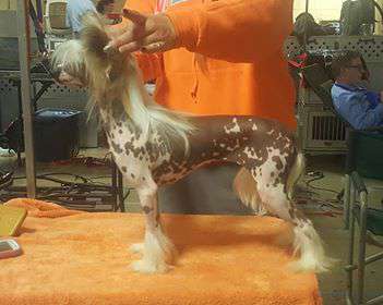 Cinondra's Fire and Ice