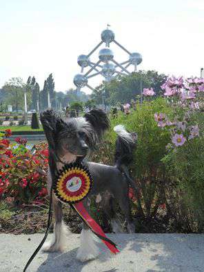 Zorawar Hero Avokaduh