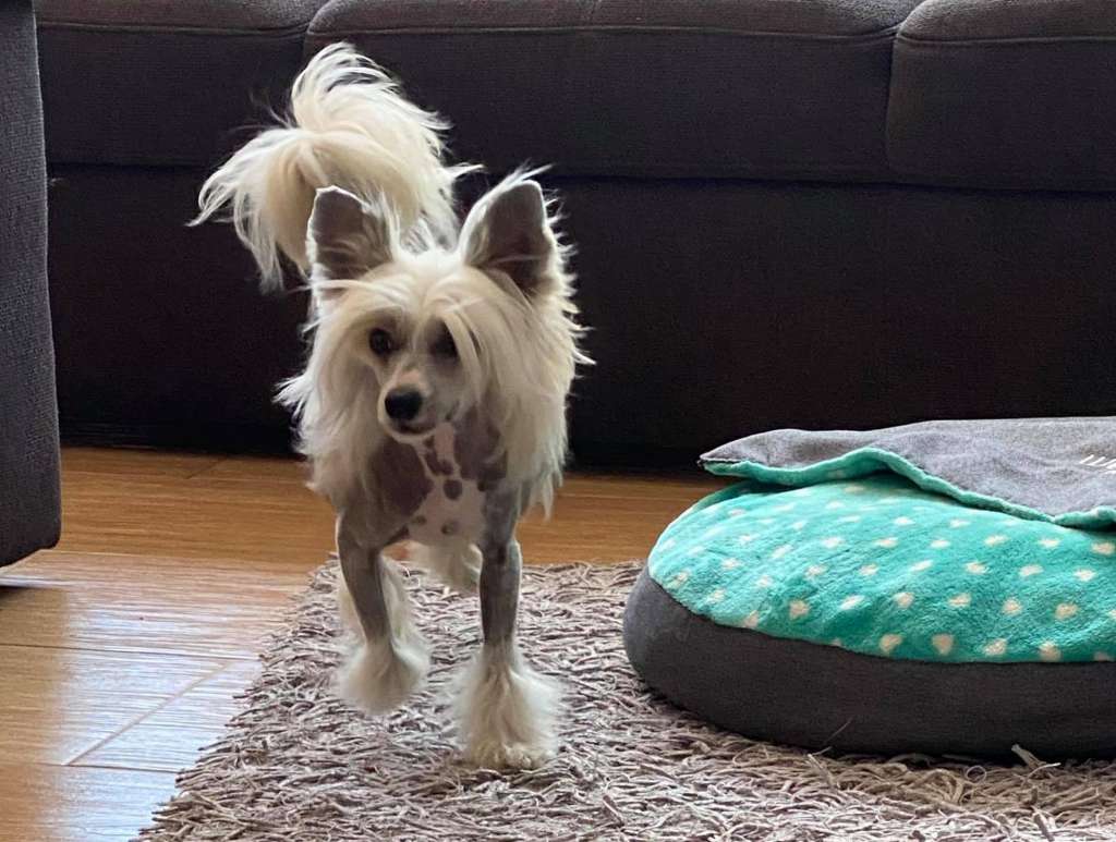 Mano Ponis Ambassador