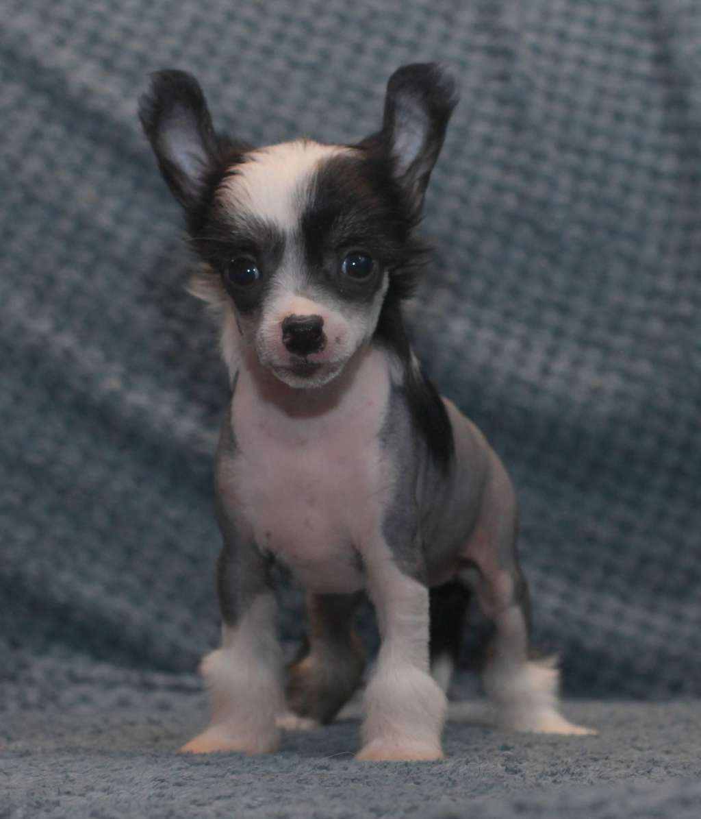 Artic Flyer's Love It