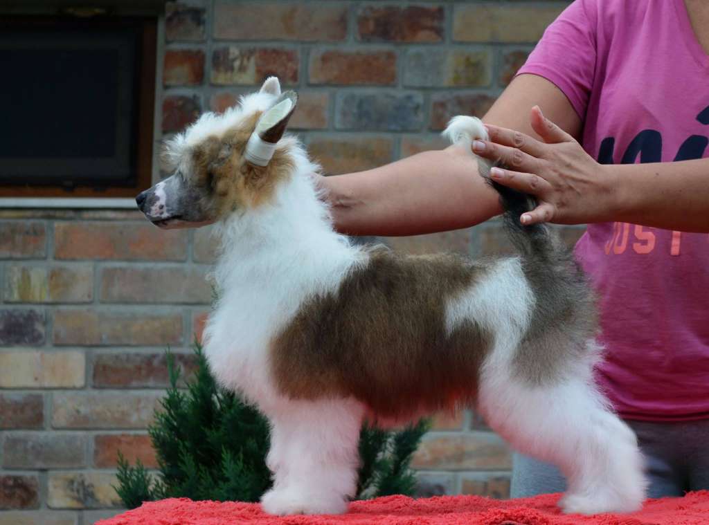 Etno Spirit  Sight Draft