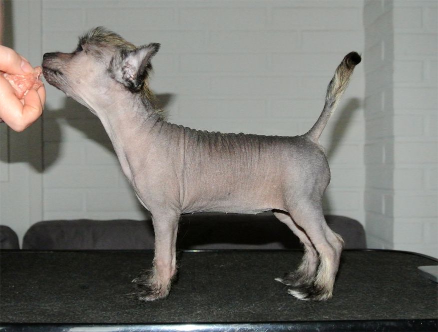 Fiabella's Apple Bloom