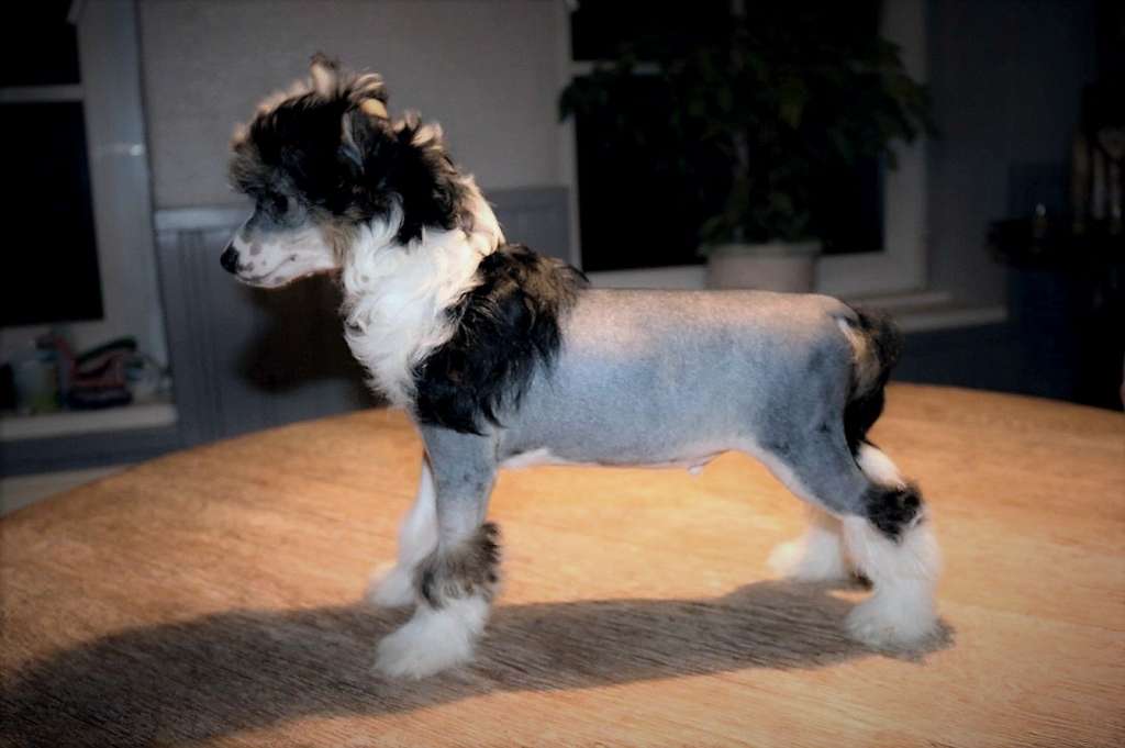 Be My Dog's Evel Knievel