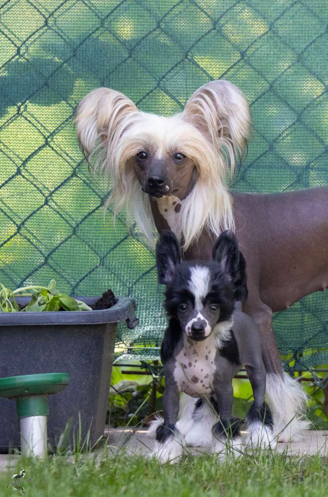 Zahra Al Armani Queen Malverne