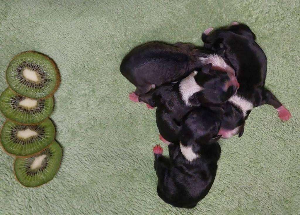 Crazy Dream Cool Lady