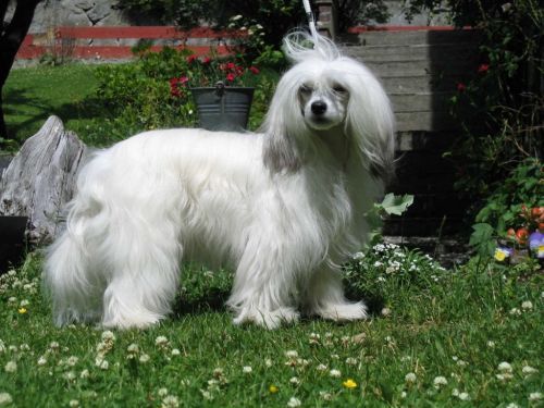 Proud Pony Xpert Opinion