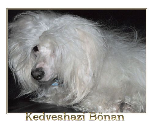 Kedveshazi Bönan