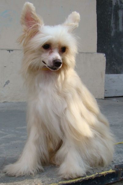 Severnoe Siyanie solnechnaya dinastiya zenbox