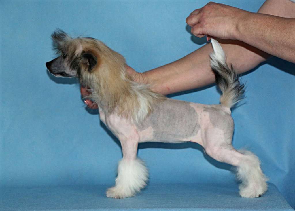 Galser Rochell Glamorous Lady