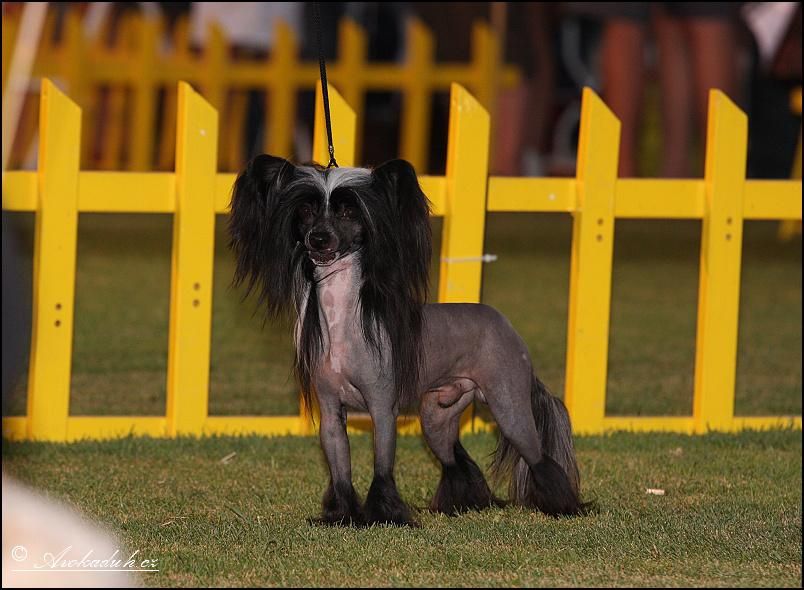 CH Tommy's Anahata ze Zatopené chajdy