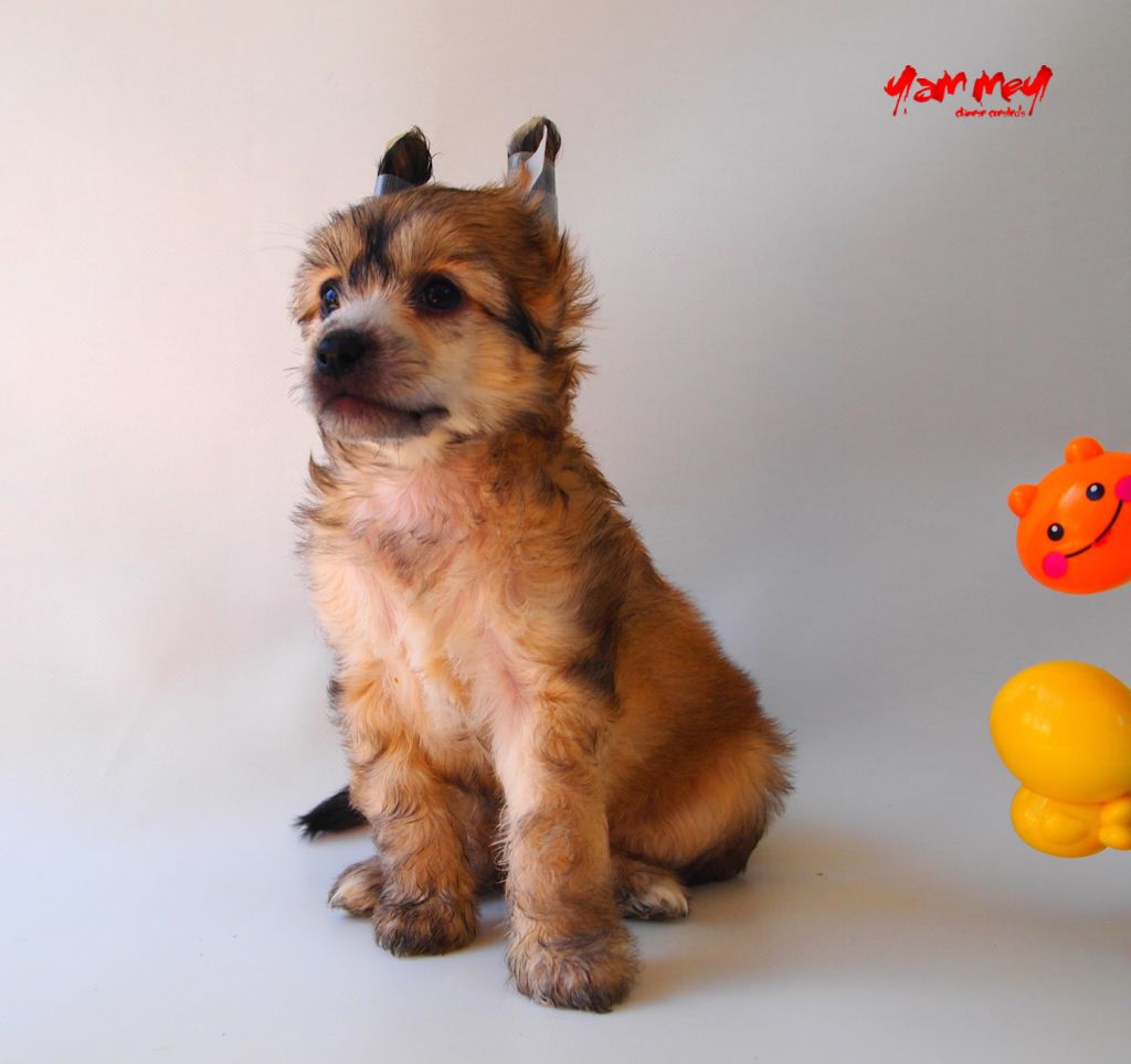 Yam Mey's Aloha Summer