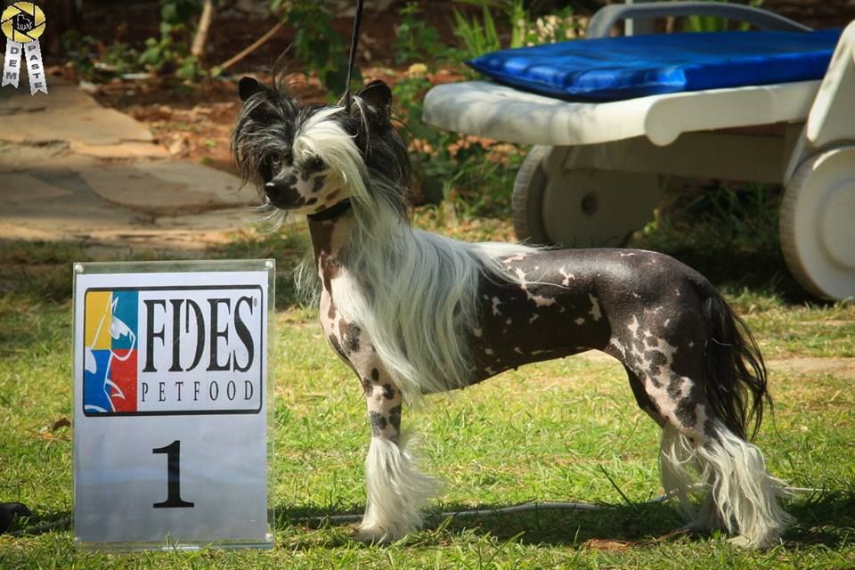 Forseti's Dazzle'N' Daze