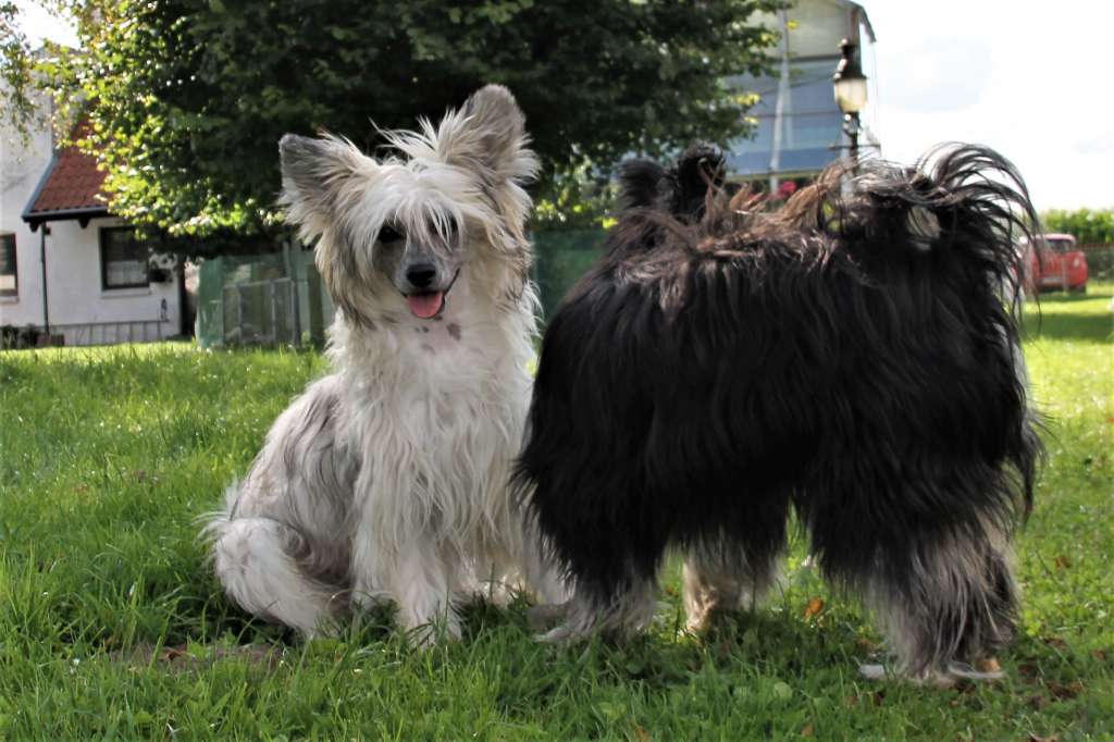 Hawkeye Made Of Frabies Beauties