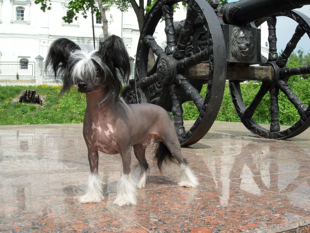 Vellar Pljus Faberje Moe Sokrovishe