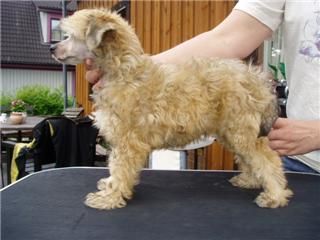 Lucky Line's Gangster Soul