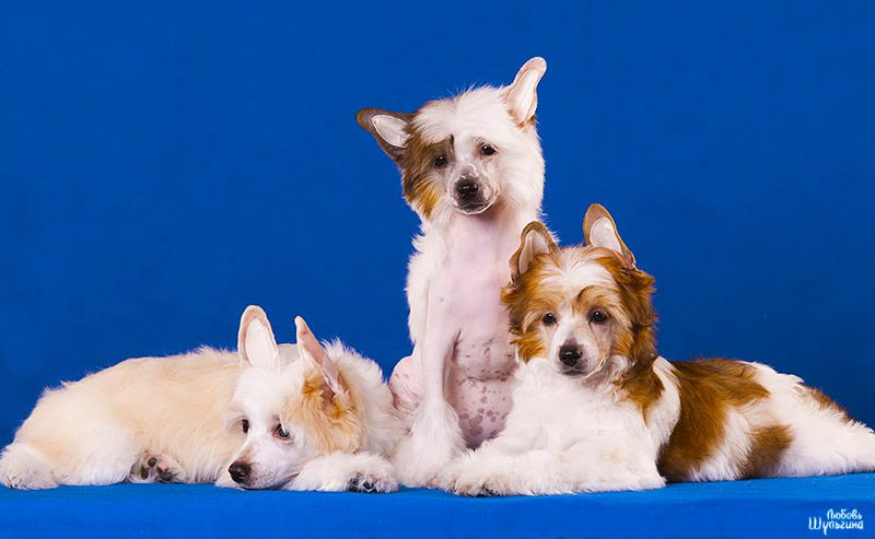 My Vanity Fair Arizona