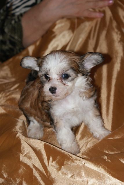 Vellar Pljus Nas Tasya