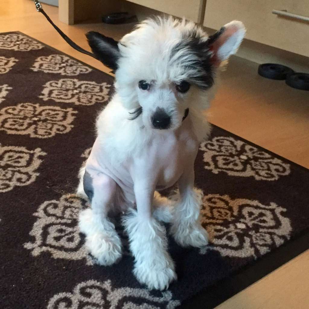 Vera Blanda Mali Zmaj