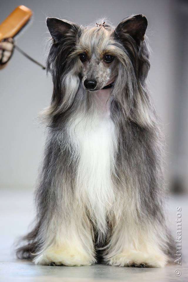 Quartier Latin Avokaduh