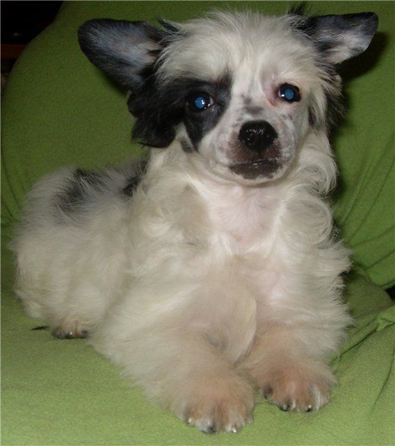 Fancy Style Elionora