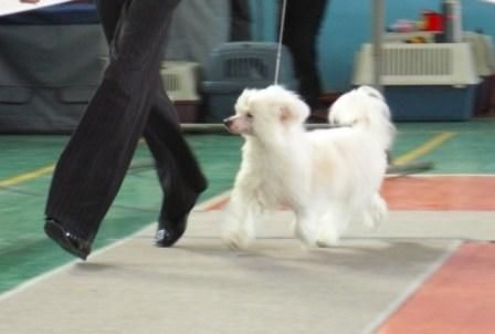 Crested Style Lorein Showgirl