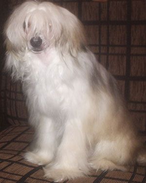 Sapfir iz Tsarskogo Sela Goldi