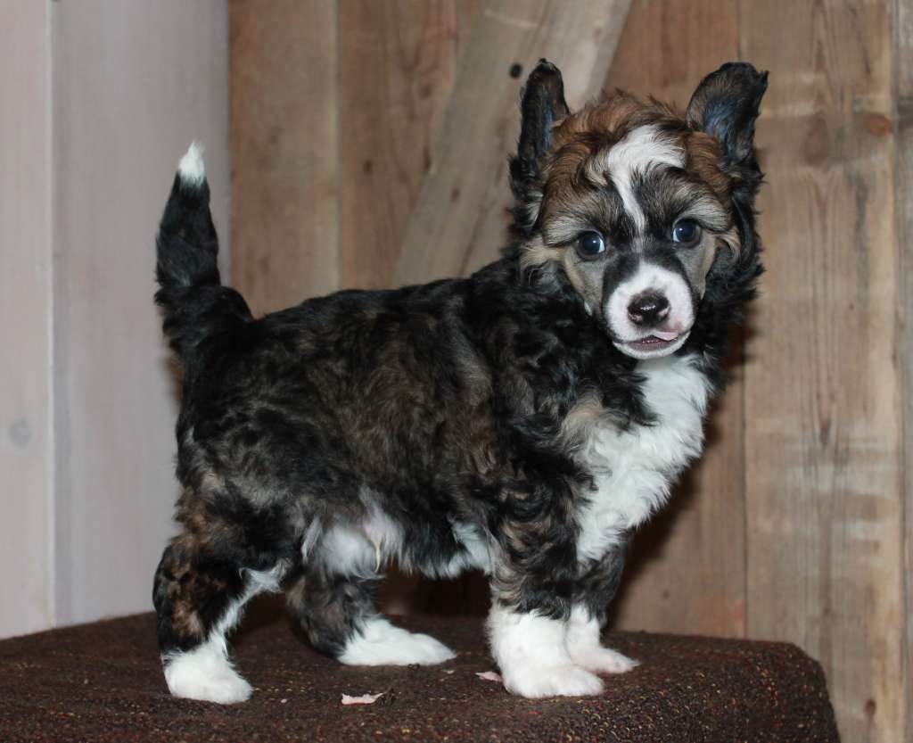 Chattanooga's En Kommentoi